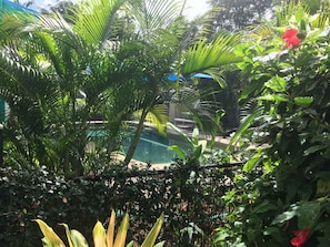 Outdoor pool, sun loungers - Tropical Palms (Picnic Bay)