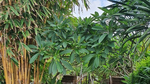 A pathway leading through a lush garden with bamboo and large-leafed plants, flanked by stone pillars and a metal gate. - Medori Putih Homestay (Pecatu)