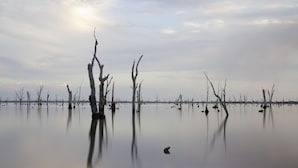 Una masa de agua tranquila con numerosos árboles sin hojas, algunos parcialmente sumergidos, reflejando un cielo sereno.