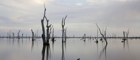 Una masa de agua tranquila con numerosos árboles sin hojas, algunos parcialmente sumergidos, reflejando un cielo sereno.