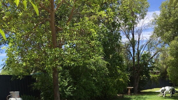 A wooden picnic table with benches in a grassy backyard with trees.