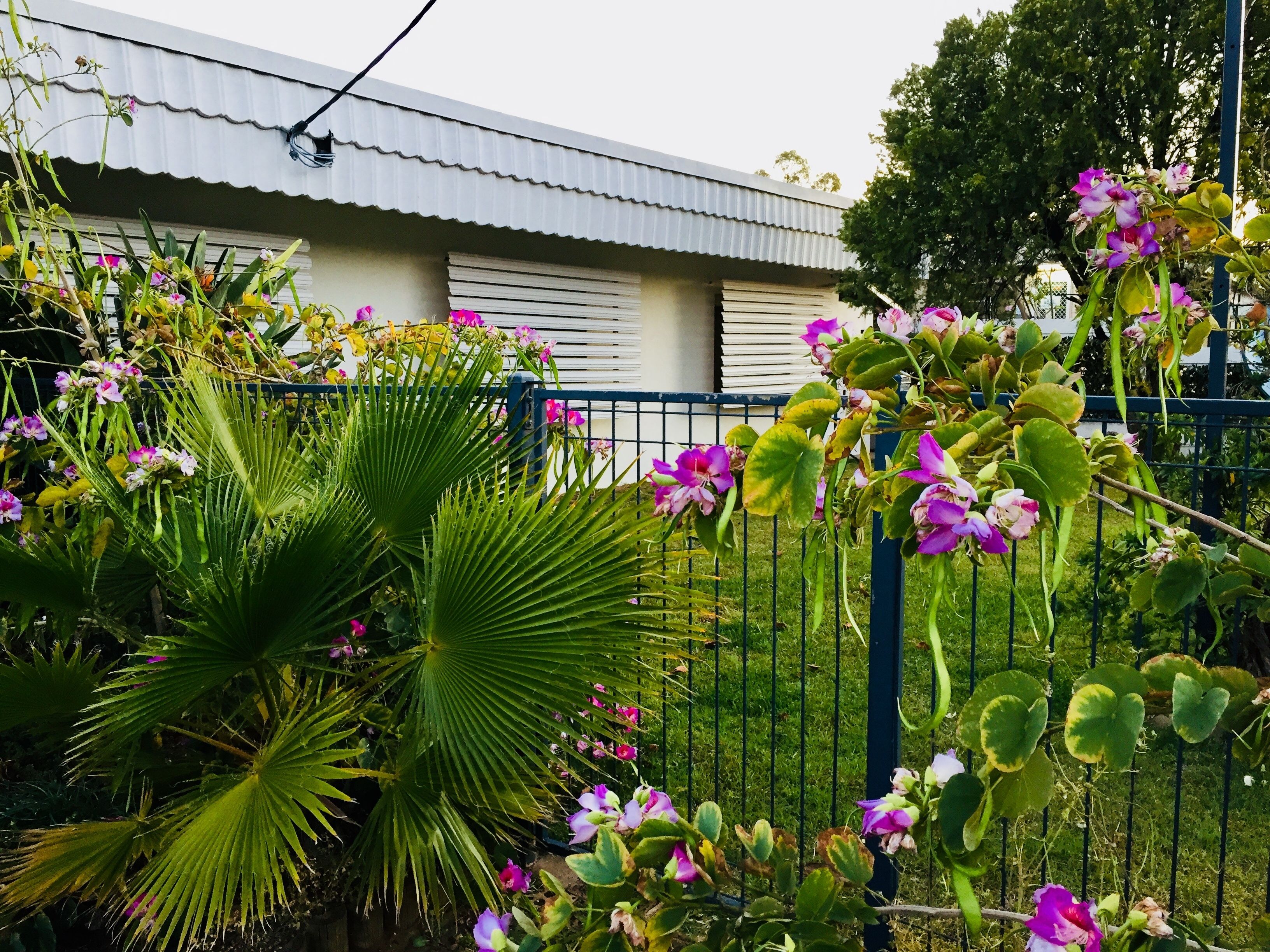 Ein Garten mit verschiedenen Pflanzen und Blumen, einem Metallzaun und einem Gebäude mit Wellblechdach im Hintergrund.