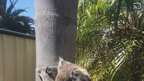 Un koala agrippé au tronc d’un arbre.