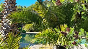 Una piscina rodeada de plantas tropicales y una palmera.