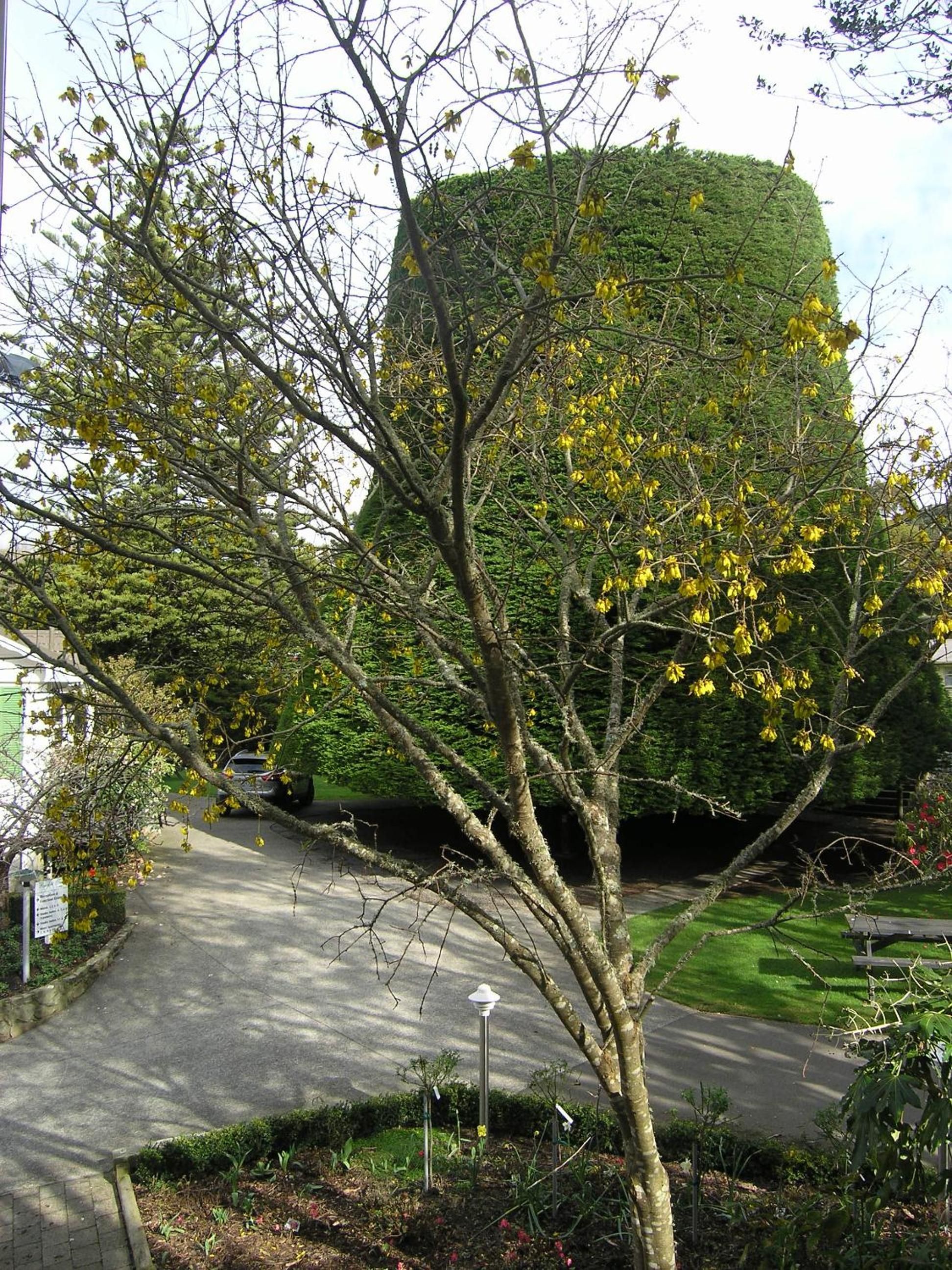 Una calle residencial con un árbol en primer plano y un seto cuidado al fondo.