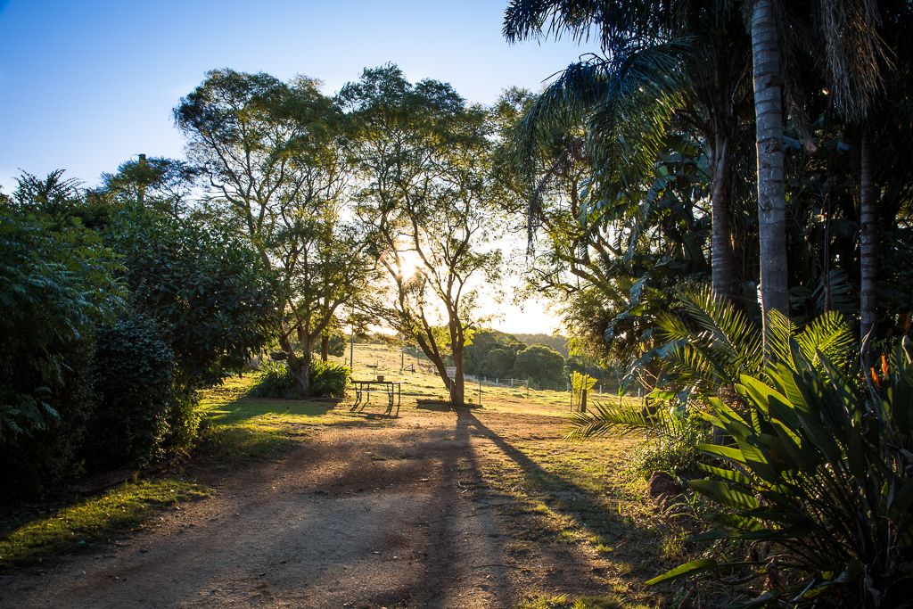 A dirt path leading through a lush, green landscape with trees and shrubs.