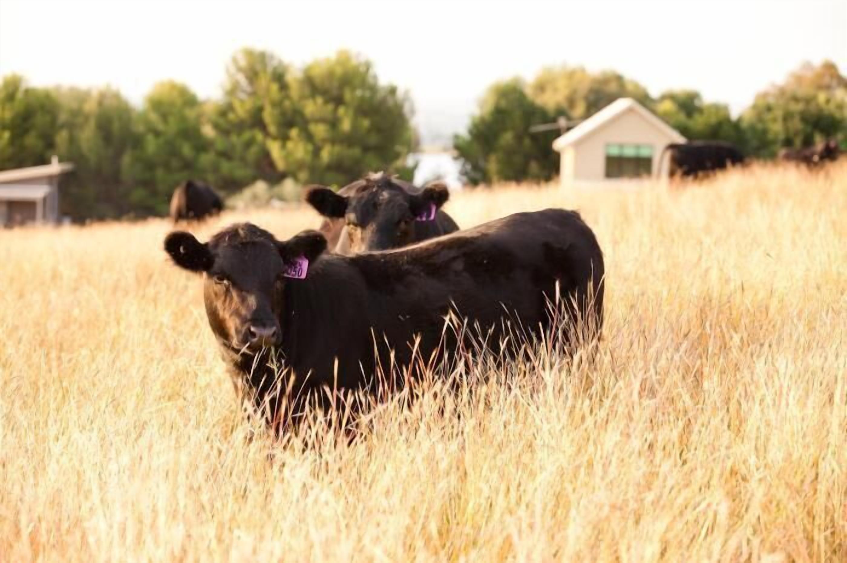 Un campo con vacas y un edificio al fondo.