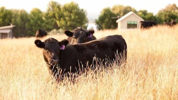 Un campo con vacas y un edificio al fondo.