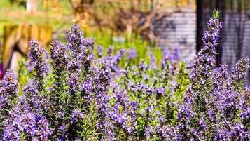 A garden with lavender plants.