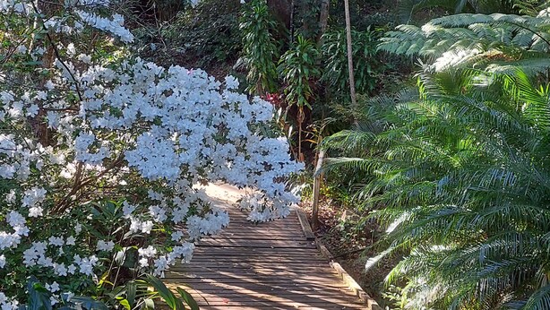 Ein hölzerner Weg, umgeben von üppigem Grün und weißen Blüten.