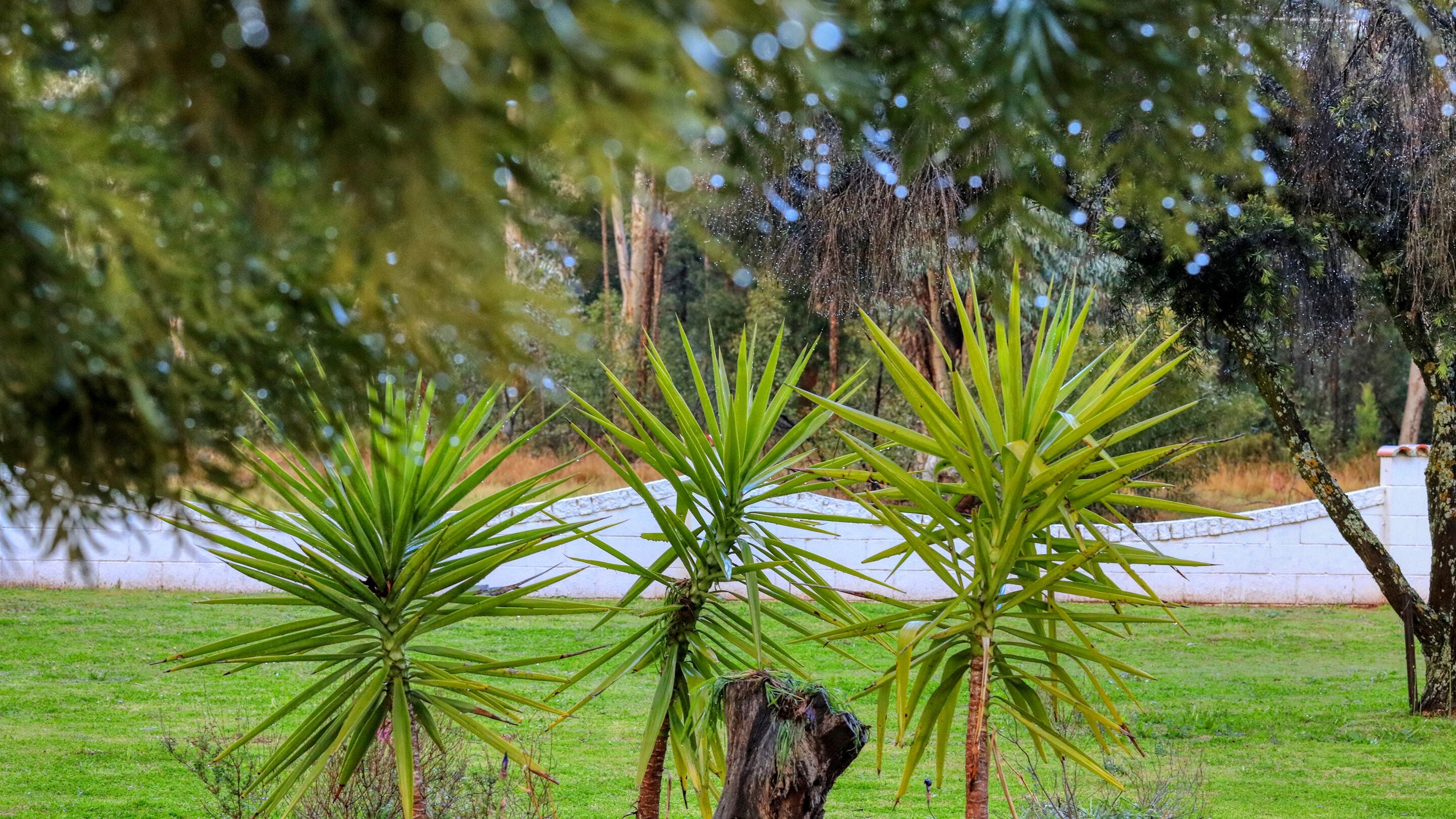 A garden with palm trees and a white wall in the background.
