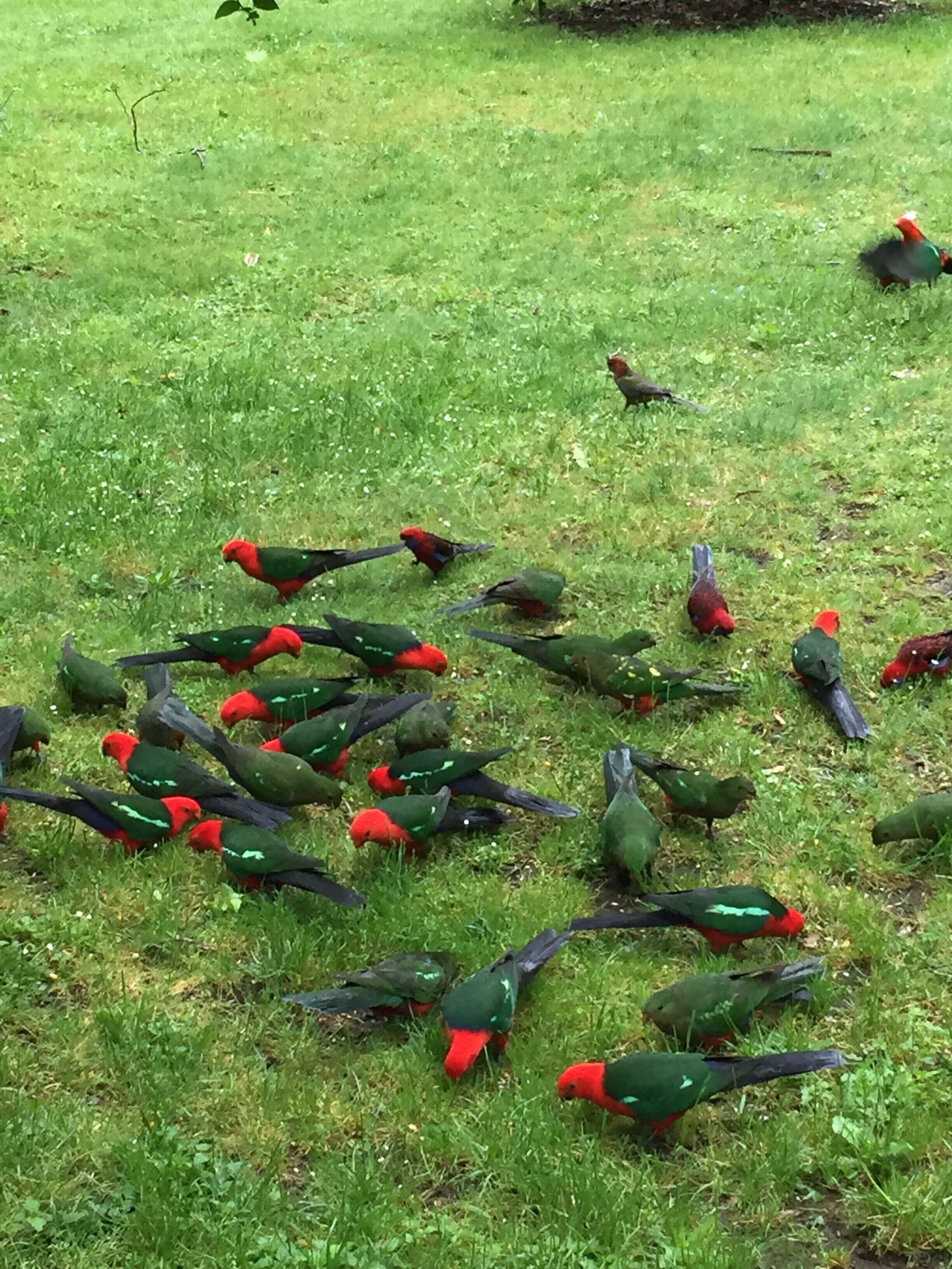 Un grupo de pájaros en un campo cubierto de hierba.