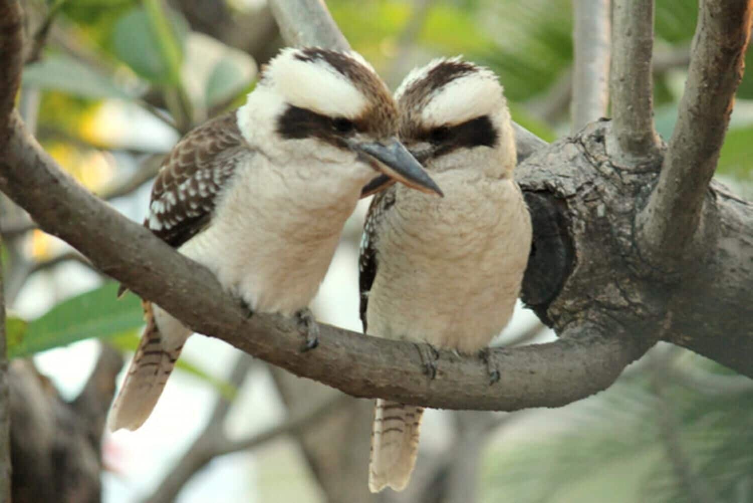 Foto - Cedar Lodge Motel