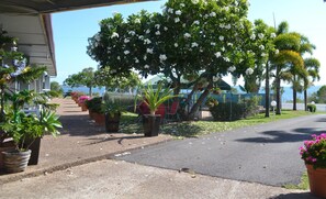 Vista desde la carretera con una fila de plantas en macetas, un árbol con flores blancas y una vista despejada del mar al fondo.