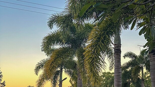 A dog near a water feature with palm trees and a view of the sea. - Ocean View Motel Bowen (Bowen)
