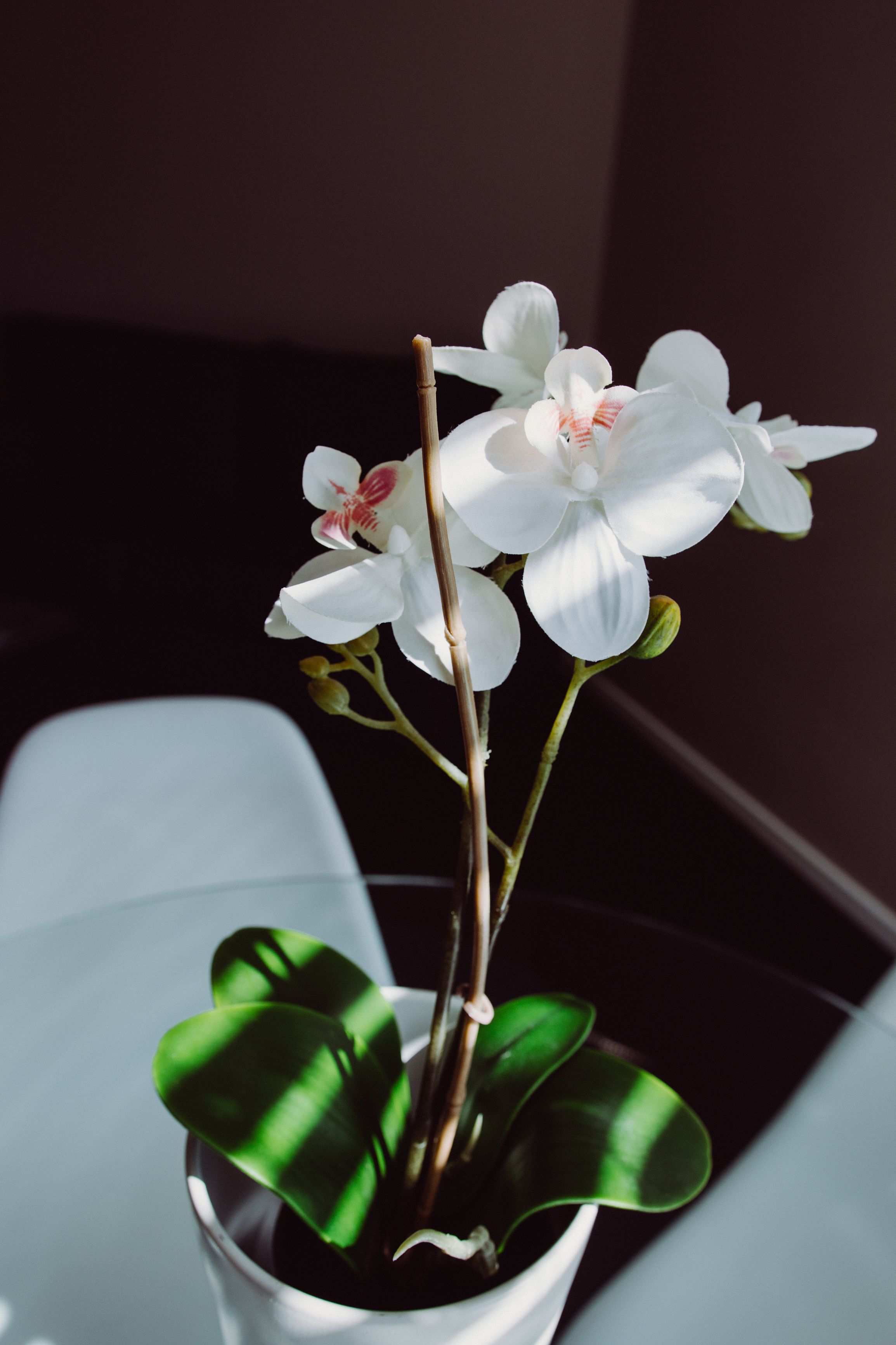 A potted orchid with large green leaves and white flowers.