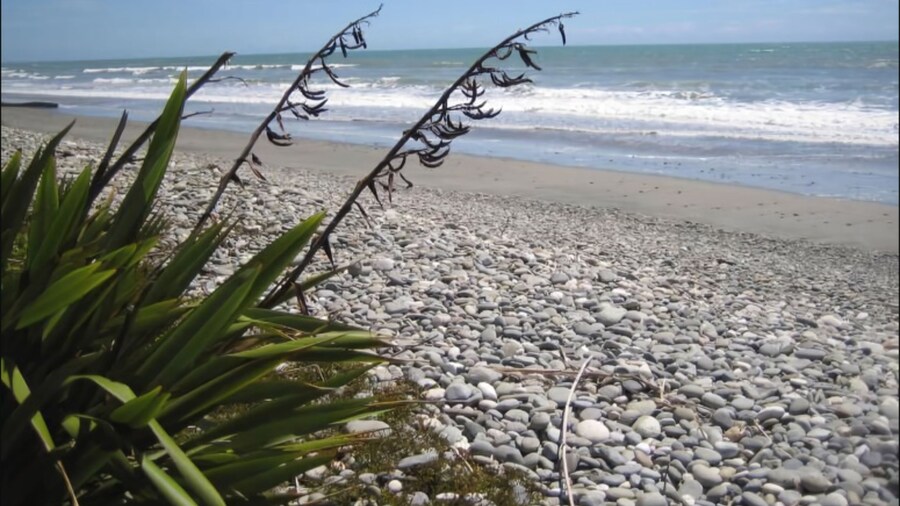 Buller Court on Palmerston