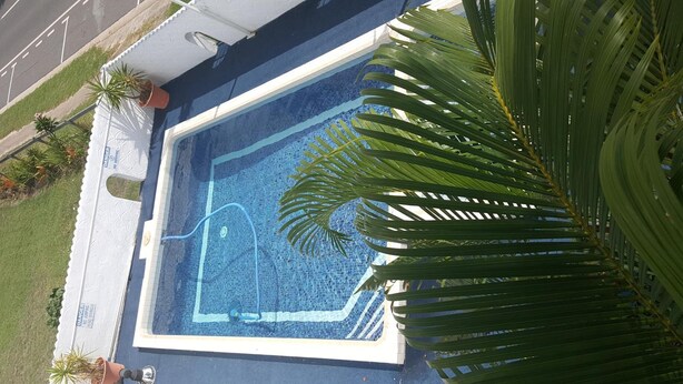 Una piscina rectangular con borde de azulejos, rodeada de plantas en macetas y hojas de palmera.