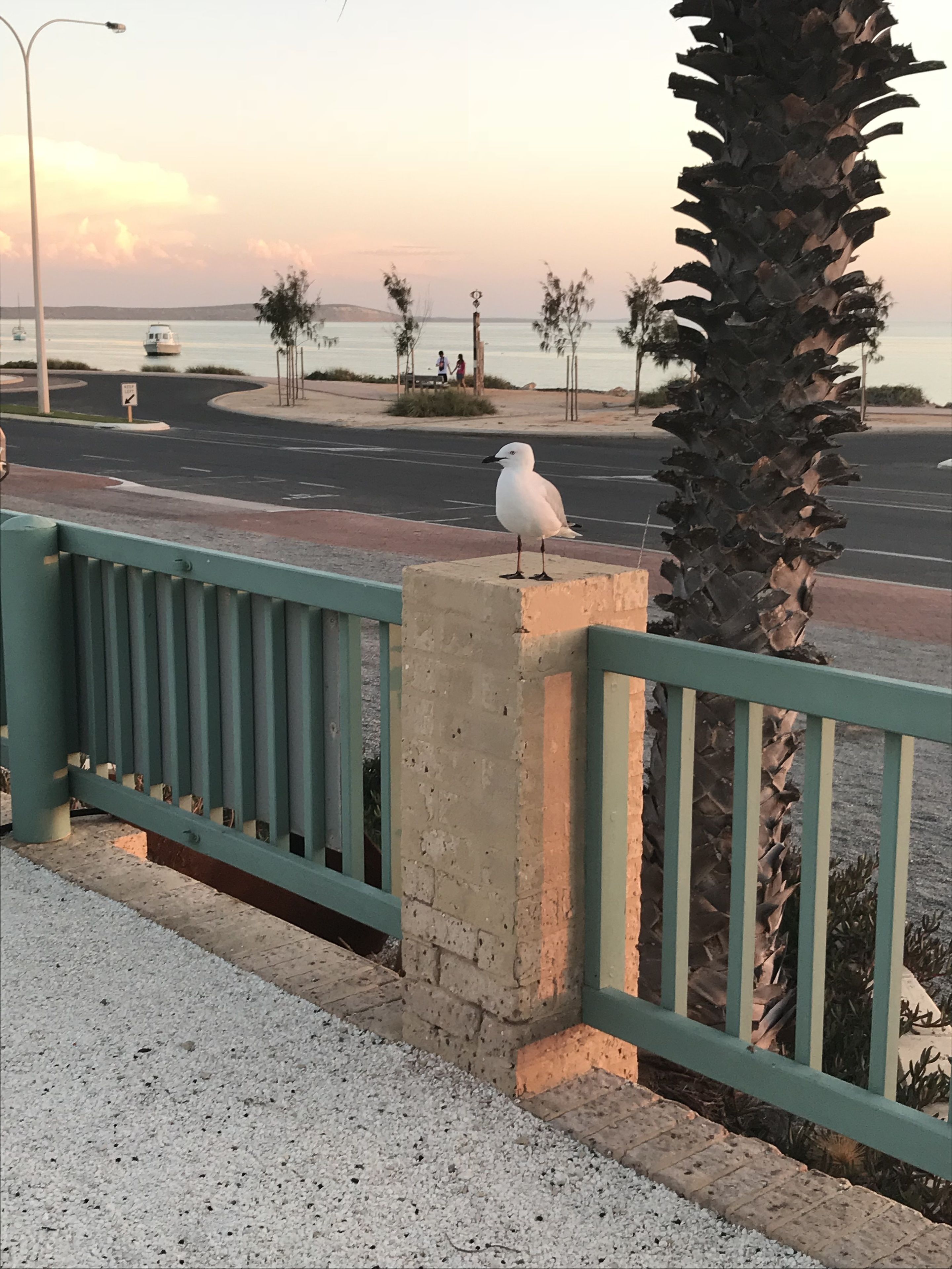 Una gaviota posada sobre un bloque de concreto al lado de una carretera, con una palmera y un farol de calle al fondo.