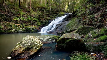 Una cascada en un área boscosa con rocas cubiertas de musgo y una poza tranquila en la base.