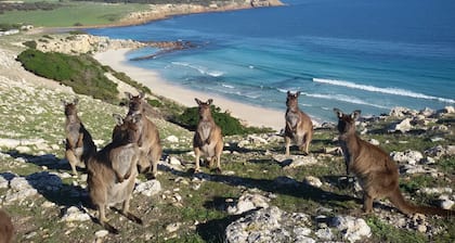 Waves and Wildlife