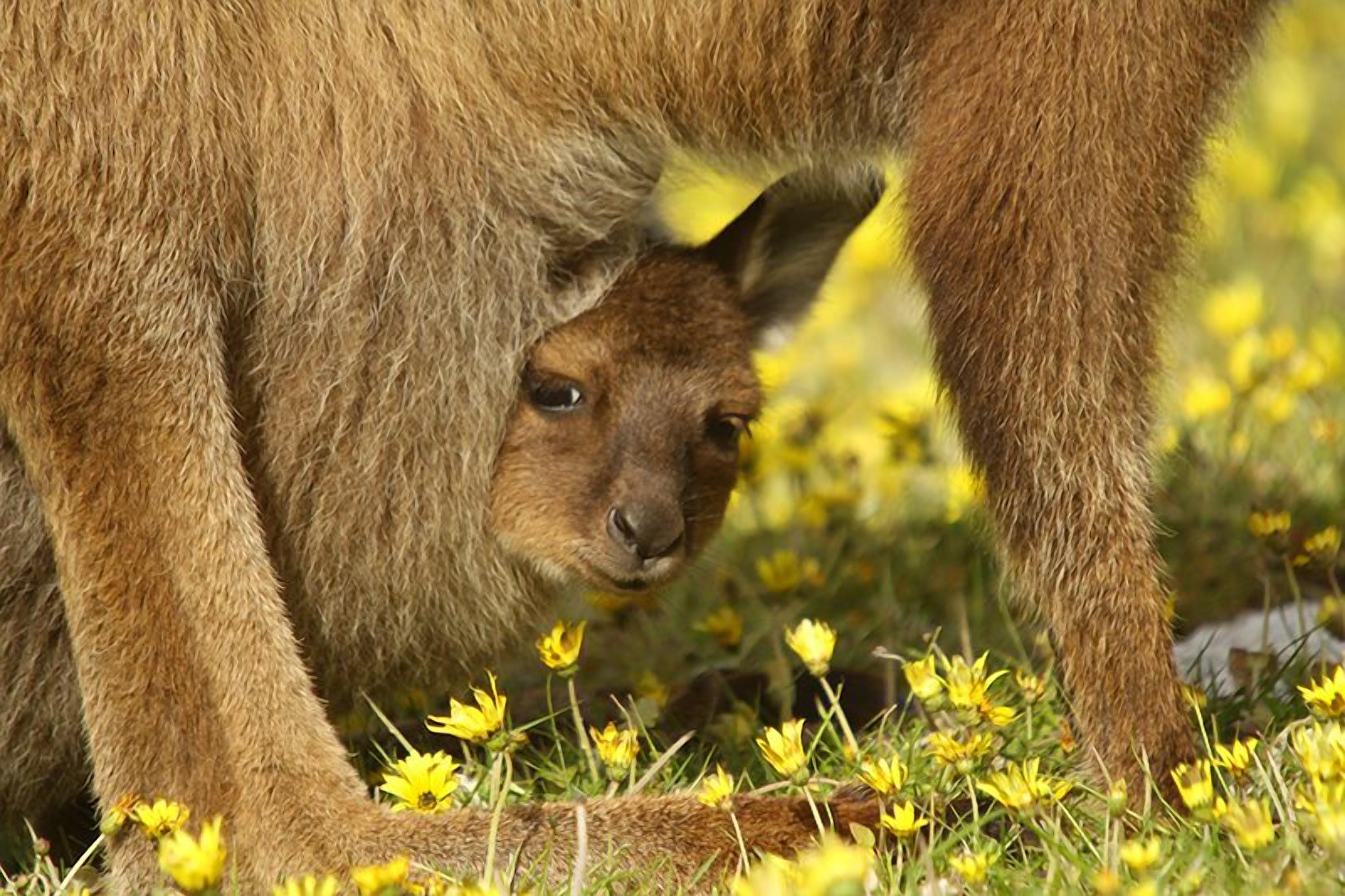 A kangaroo with its joey nestled in its pouch, surrounded by yellow flowers.