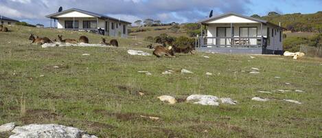 A rural property with two cabins and a grassy field with rocks.