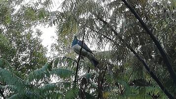 A bird perched on a tree branch.