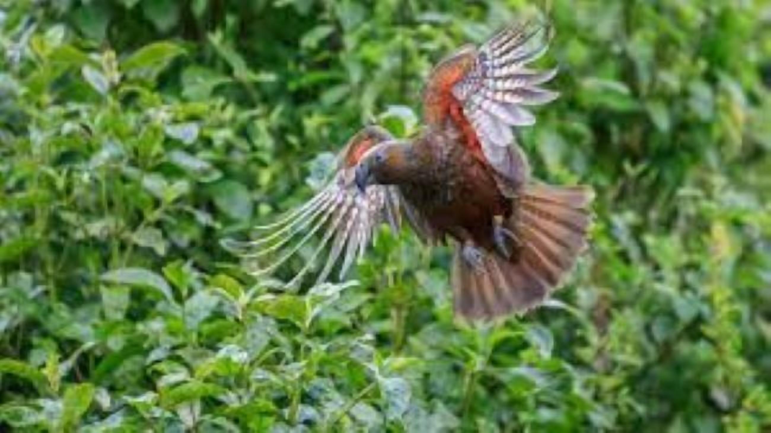 A bird in flight with outstretched wings, surrounded by dense green foliage.