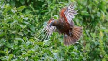 A bird in flight with outstretched wings, surrounded by dense green foliage.