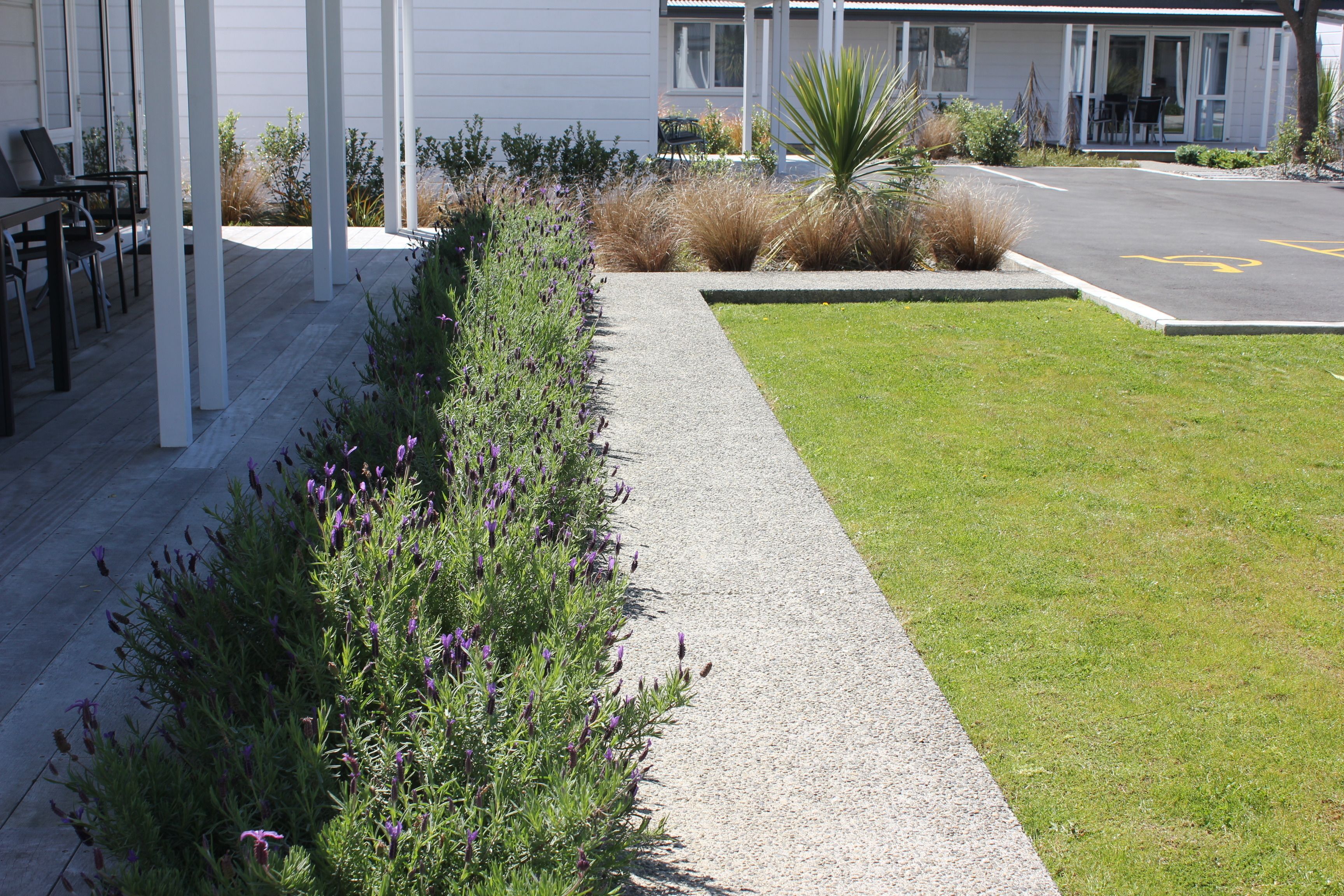A pathway lined with lavender bushes leading to a building with a covered outdoor seating area.