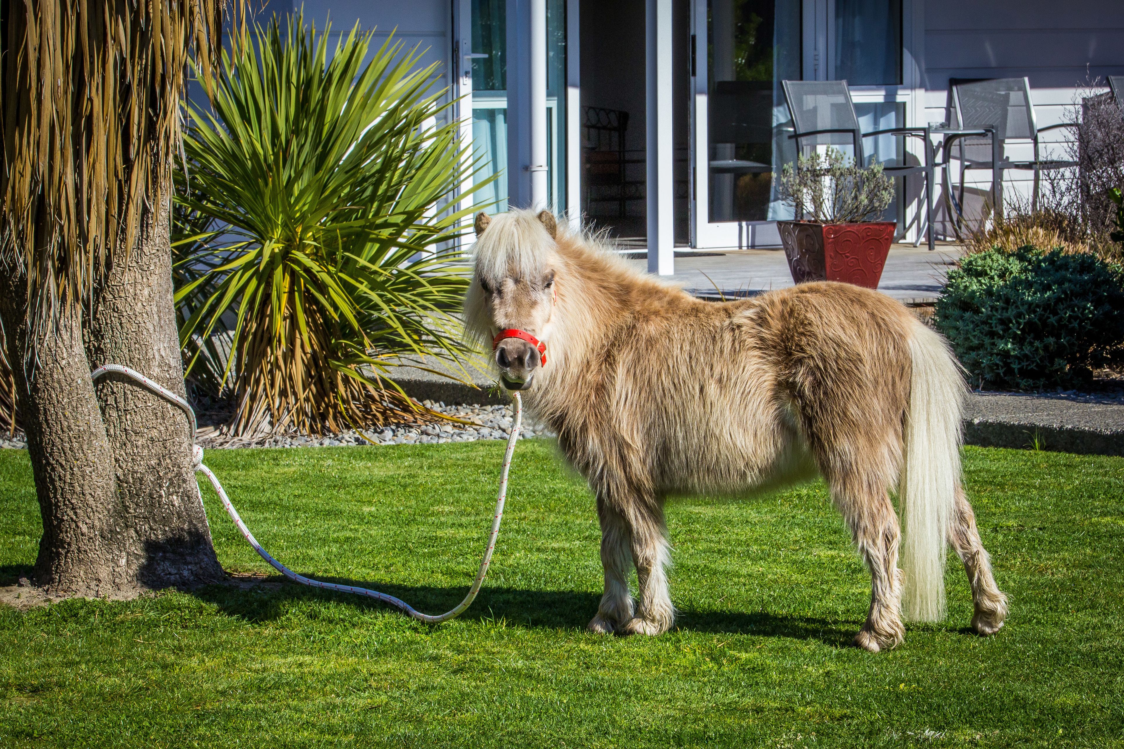 A small, fluffy pony with a red halter standing on a well-maintained lawn in front of a building with large glass doors and outdoor seating.