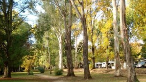 A campground with tall trees, a grassy area, and RVs parked nearby. - Mt Buffalo Caravan Park (Porepunkah)