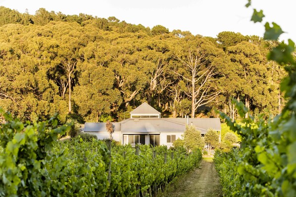 A vineyard with rows of grapevines leading to a modern building with a sloped roof. - Polperro Villas (Red Hill South)