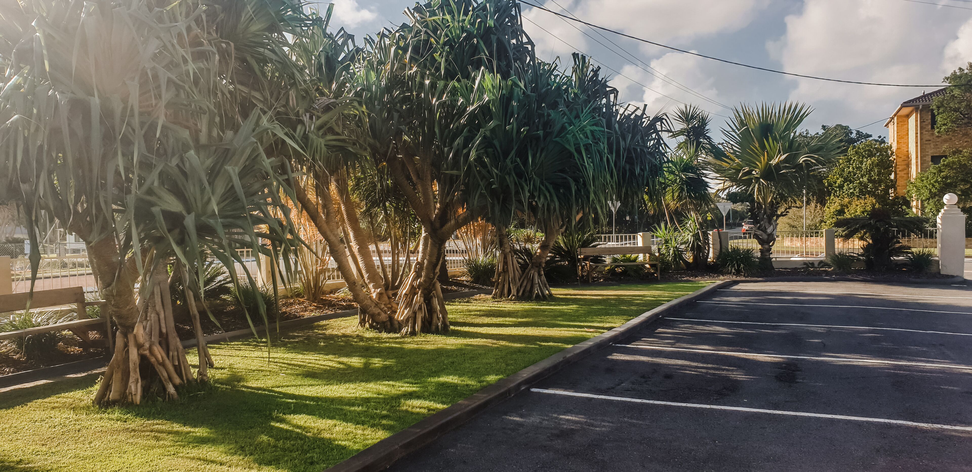 A parking lot with a row of palm trees and a building in the background.
