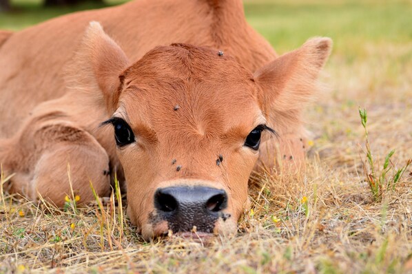 A close-up of a calf lying on dry grass. - Diamond Forest Farm Stay (Middlesex)