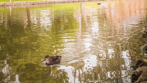 Lake - Deakin Geelong Units (Highton)
