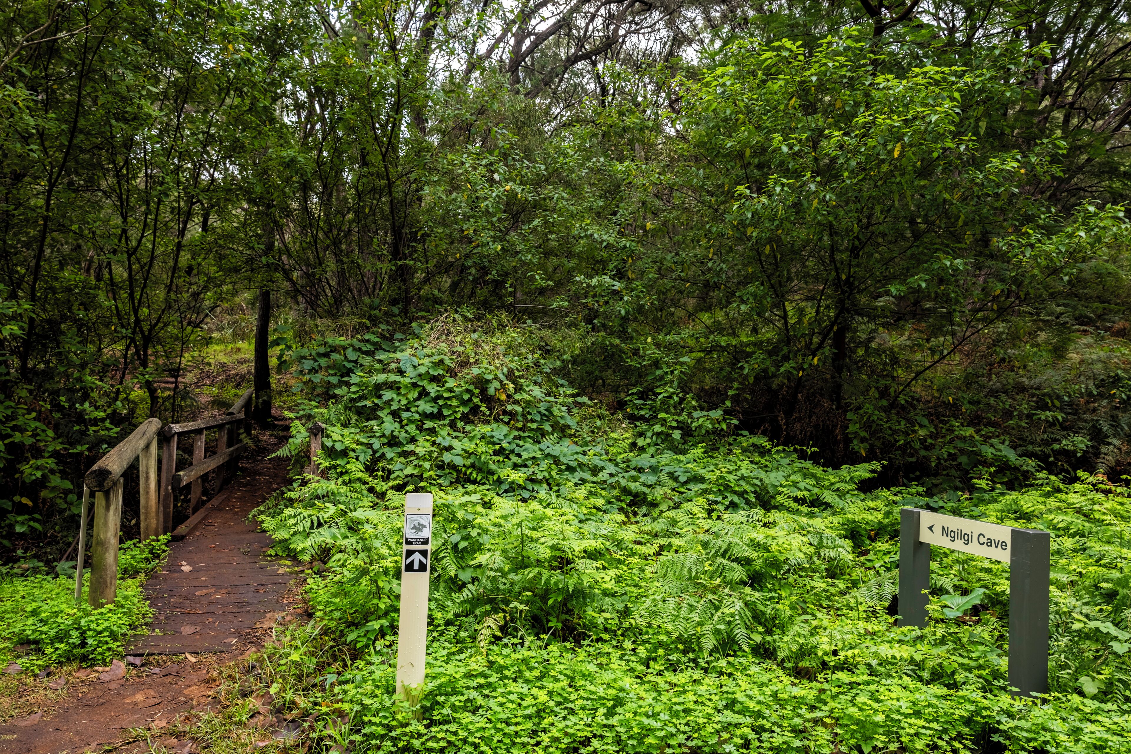 Ein bewaldeter Weg mit einer Holzbrücke und Wegweisern zu Ngilgi Cave und dem Wardanup Trail.