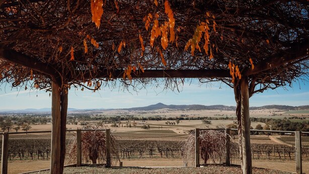 A vineyard with a pergola structure. - Denman Motor Inn (Denman)