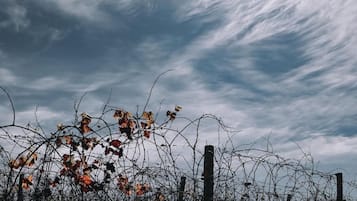 A barbed wire fence with autumn leaves in the foreground and a cloudy sky in the background.
