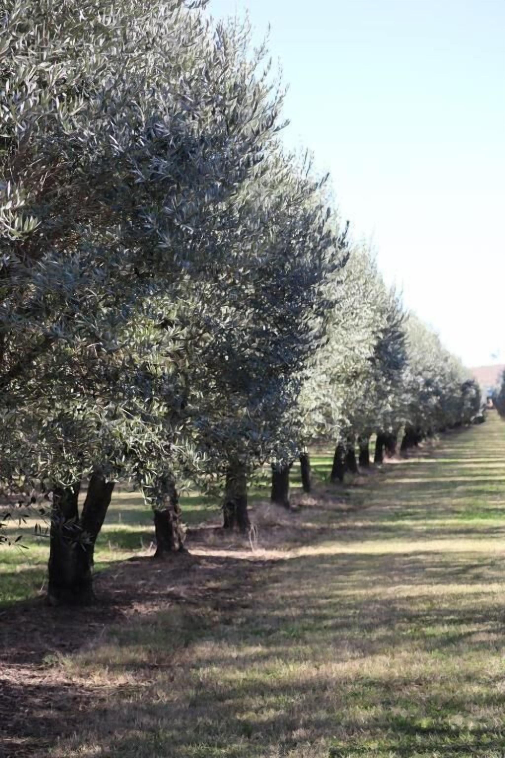 A row of olive trees in a well-maintained orchard.