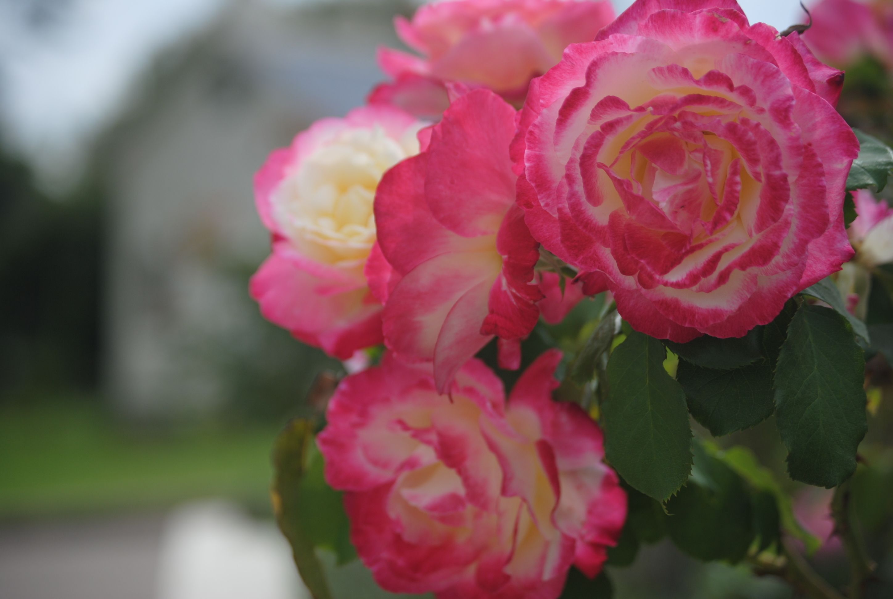 Primer plano de rosas rosadas y amarillas.