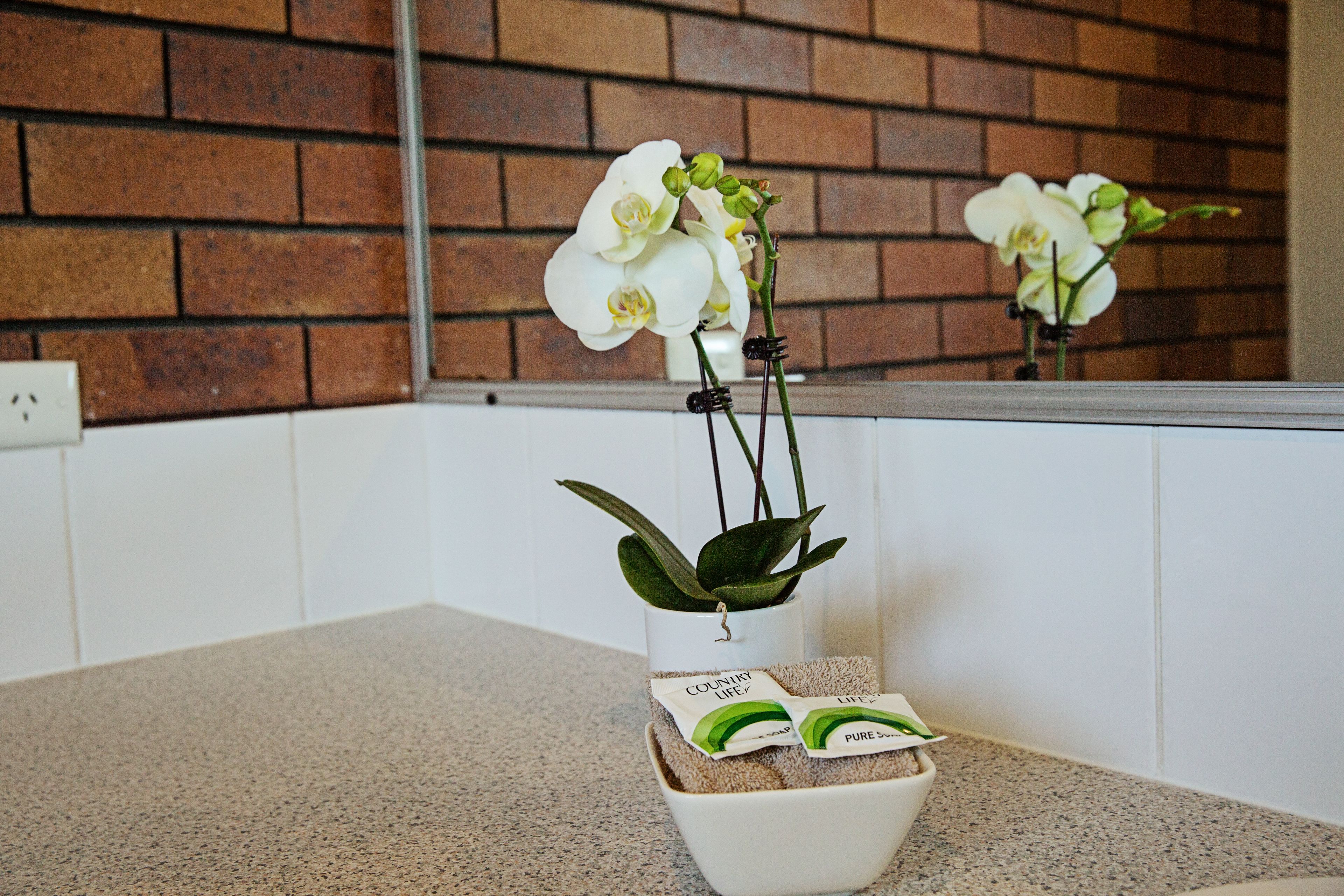 Una orquídea blanca en una maceta blanca sobre una encimera de cocina, con un muro de ladrillo al fondo.