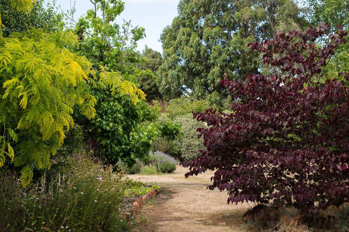 Un sendero en un jardín con varios árboles y arbustos, incluyendo un árbol con hojas amarillas y otro con hojas rojas.