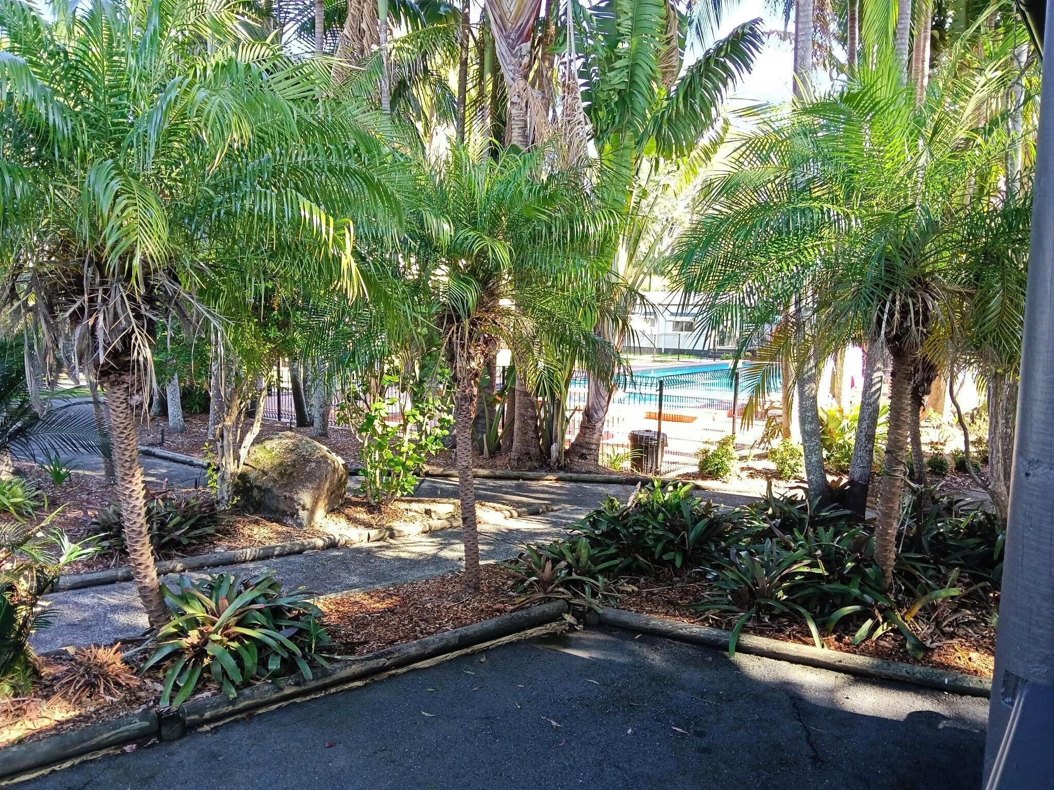 Un sendero pavimentado bordeado de palmeras y plantas tropicales, que conduce a una zona de piscina.