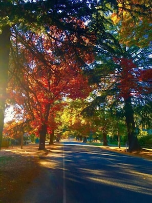Une rue bordée d’arbres, avec une chaussée dégagée.