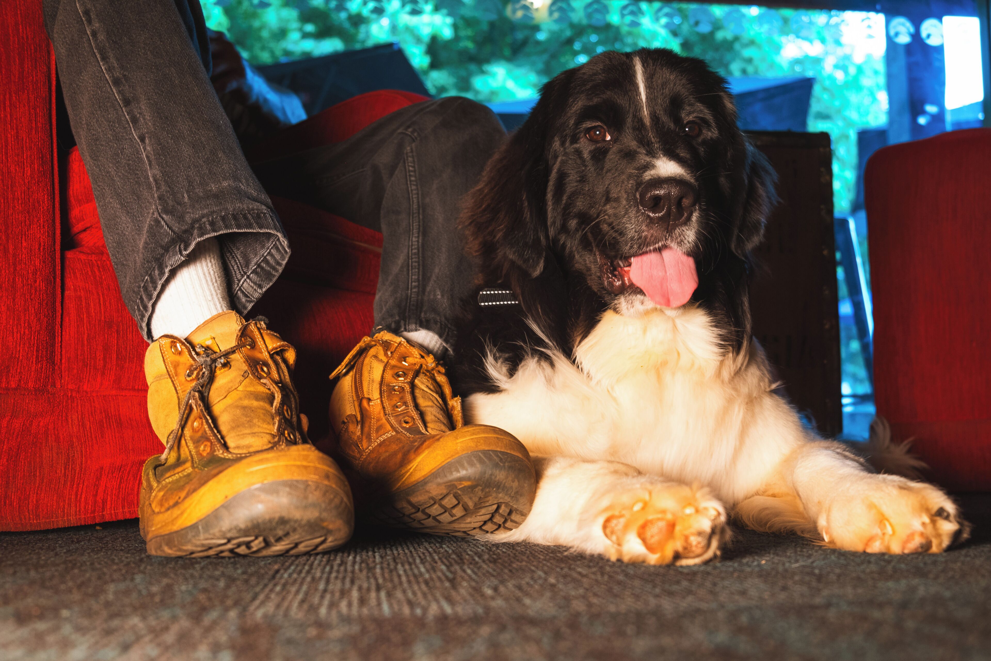 Un chien allongé sur un tapis, avec les jambes et les chaussures d’une personne à proximité.