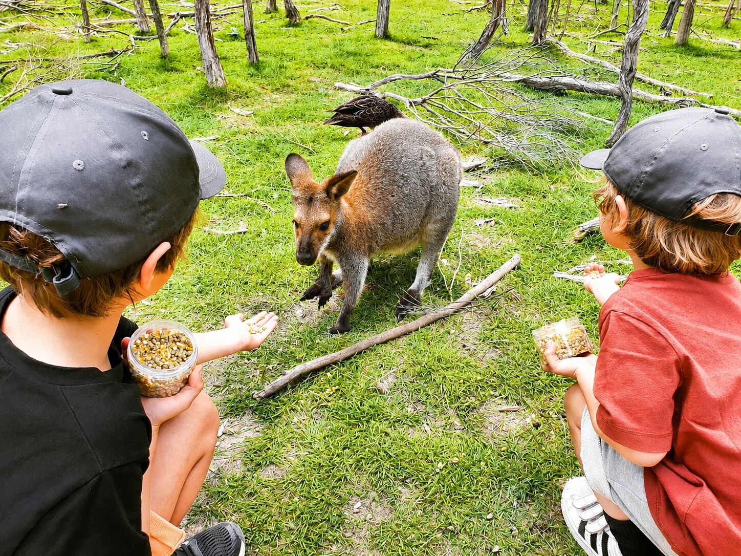 A grassy outdoor area with a kangaroo and a bird, and two people feeding the kangaroo.