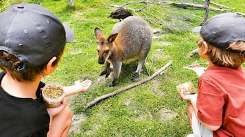 A grassy outdoor area with a kangaroo and a bird, and two people feeding the kangaroo.