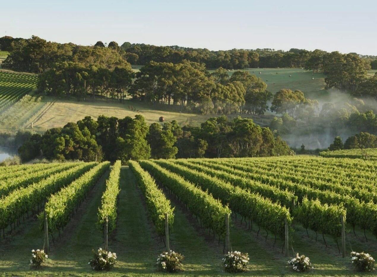 A vineyard with rows of grapevines and a backdrop of trees and hills.
